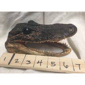 Real Alligator Head 6" Taxidermy Gator Skull Swamp Decor Oddities Curiosity